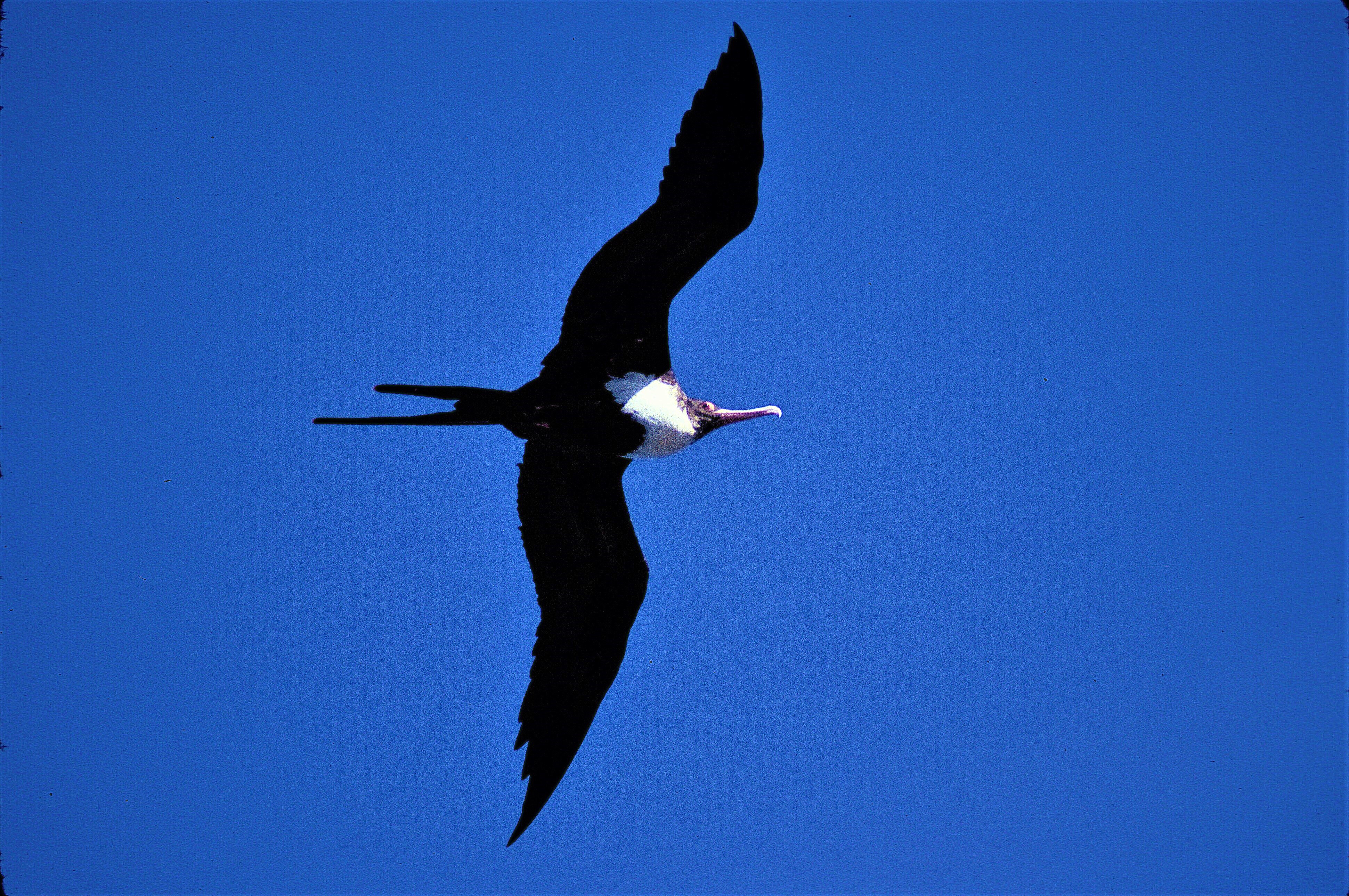 Great frigatebird