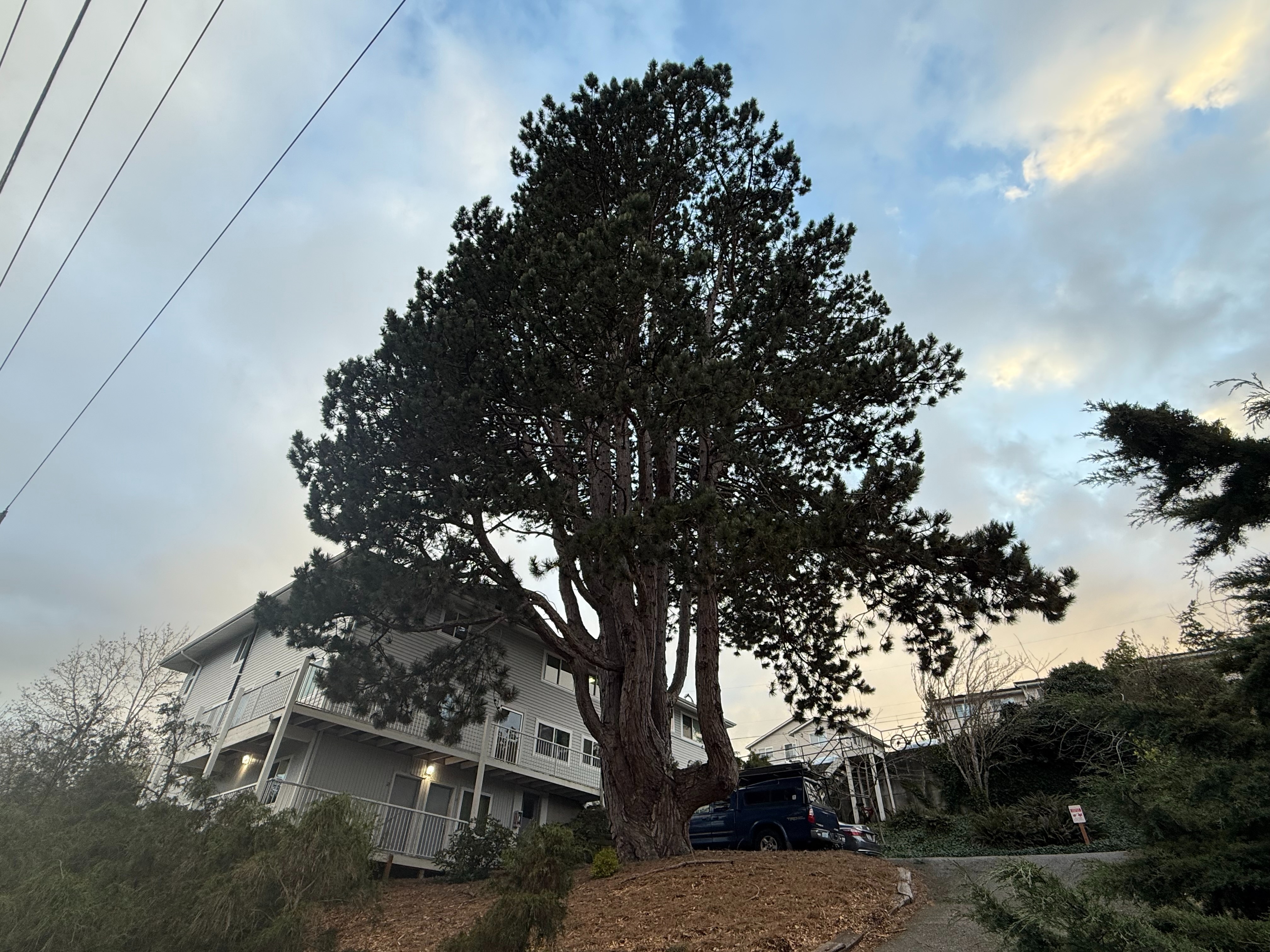 Landmark Tree