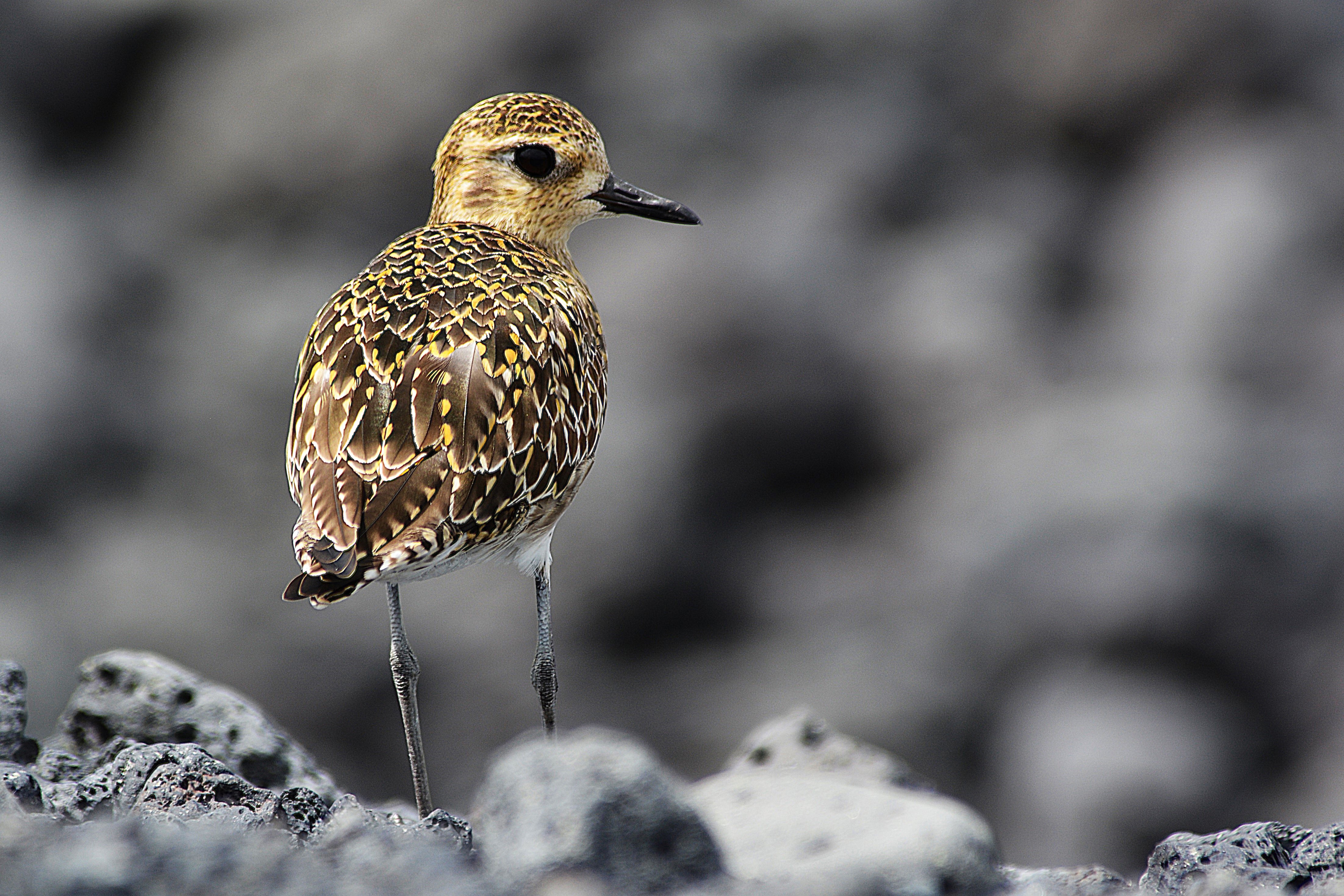 Pacific golden plover/kolea