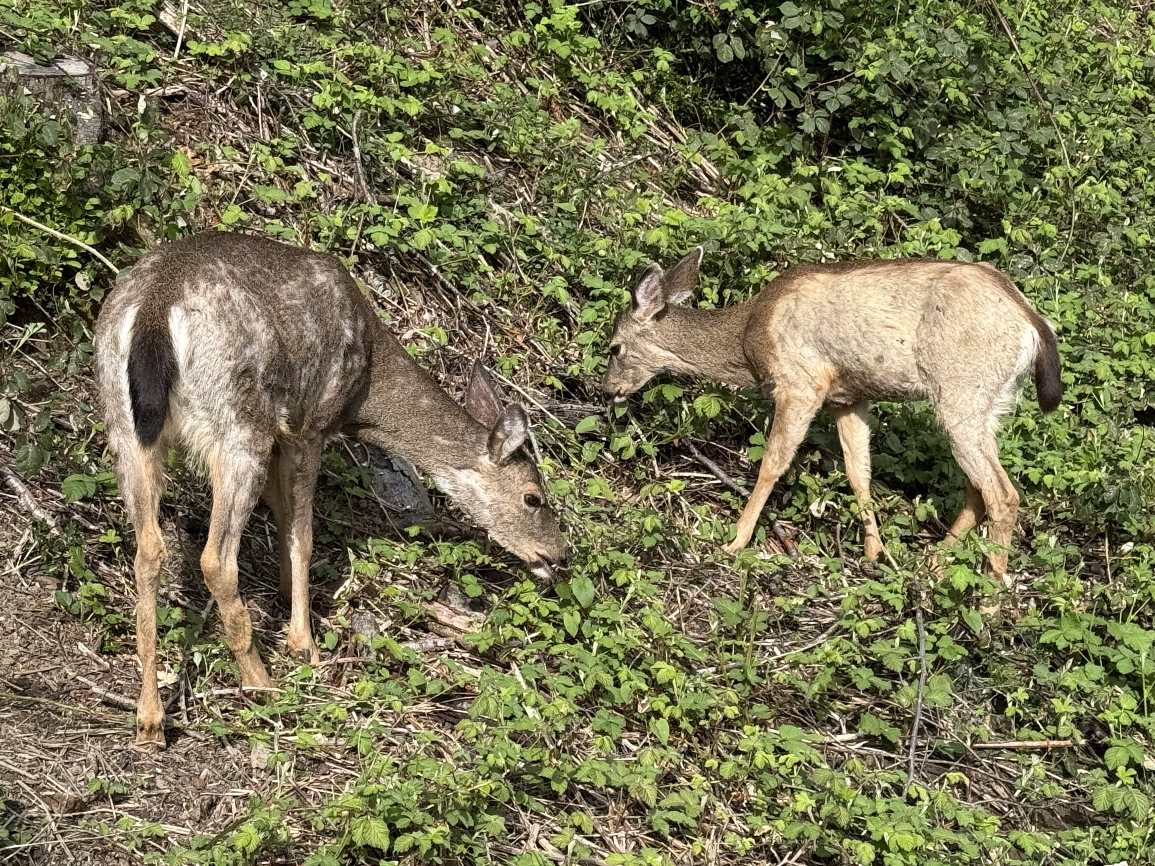 two deer