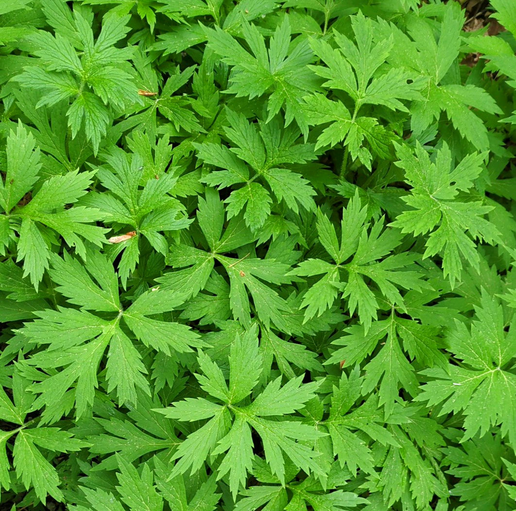 A carpet of waterleaf