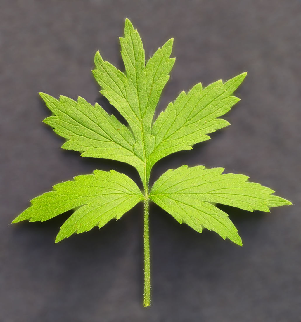 Single Waterleaf leaf