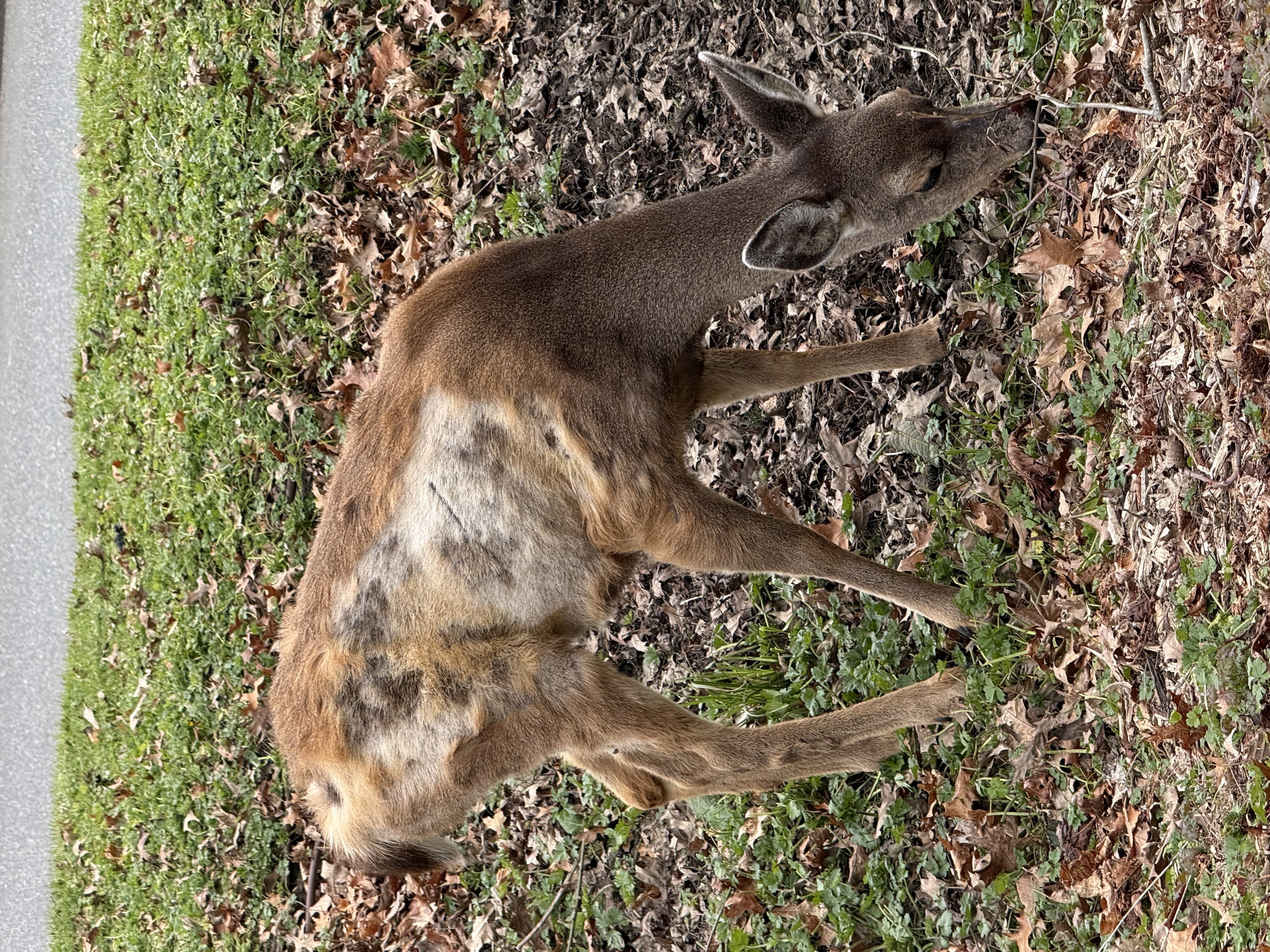 balding deer