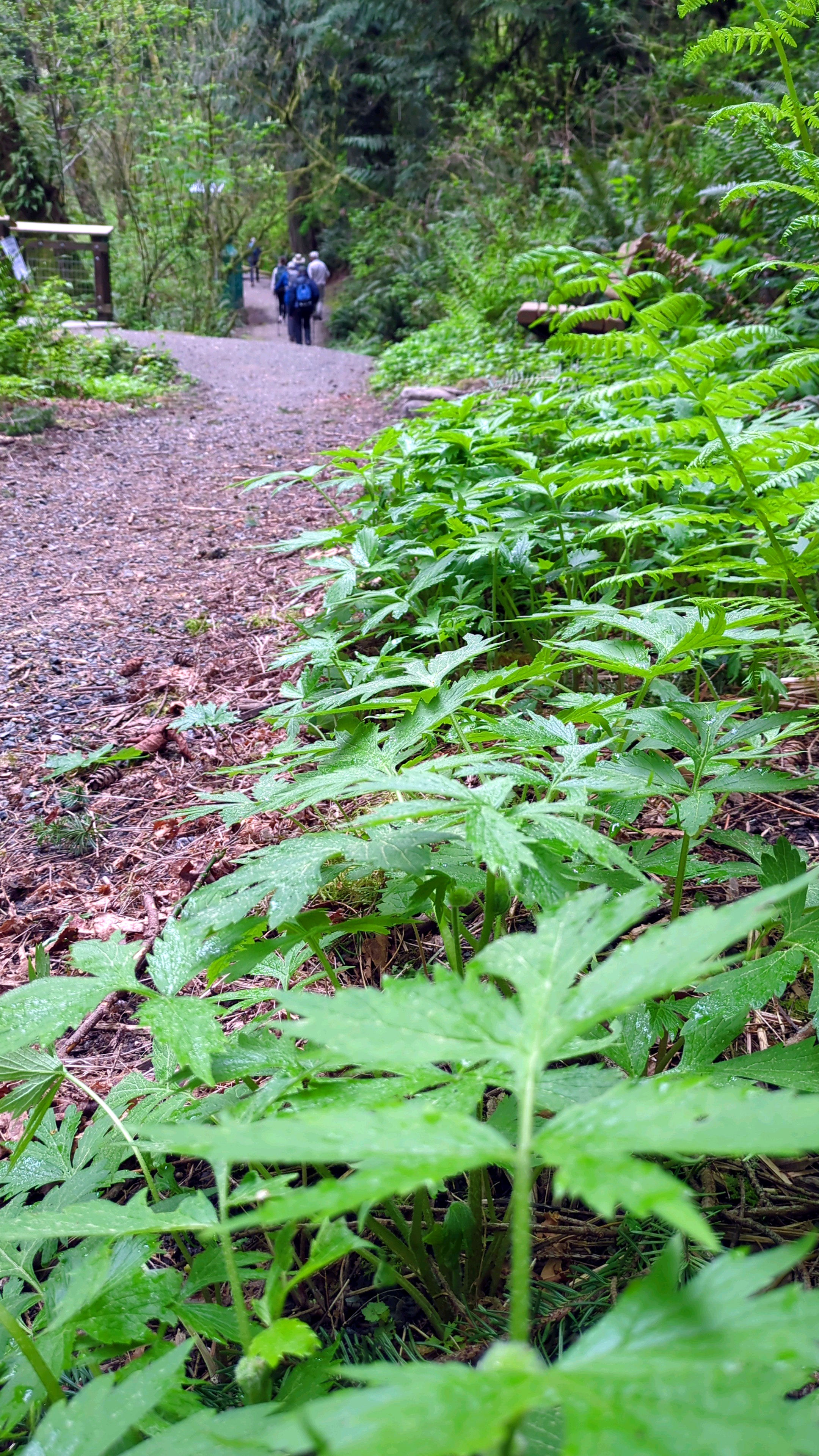 Waterleaf beside trail