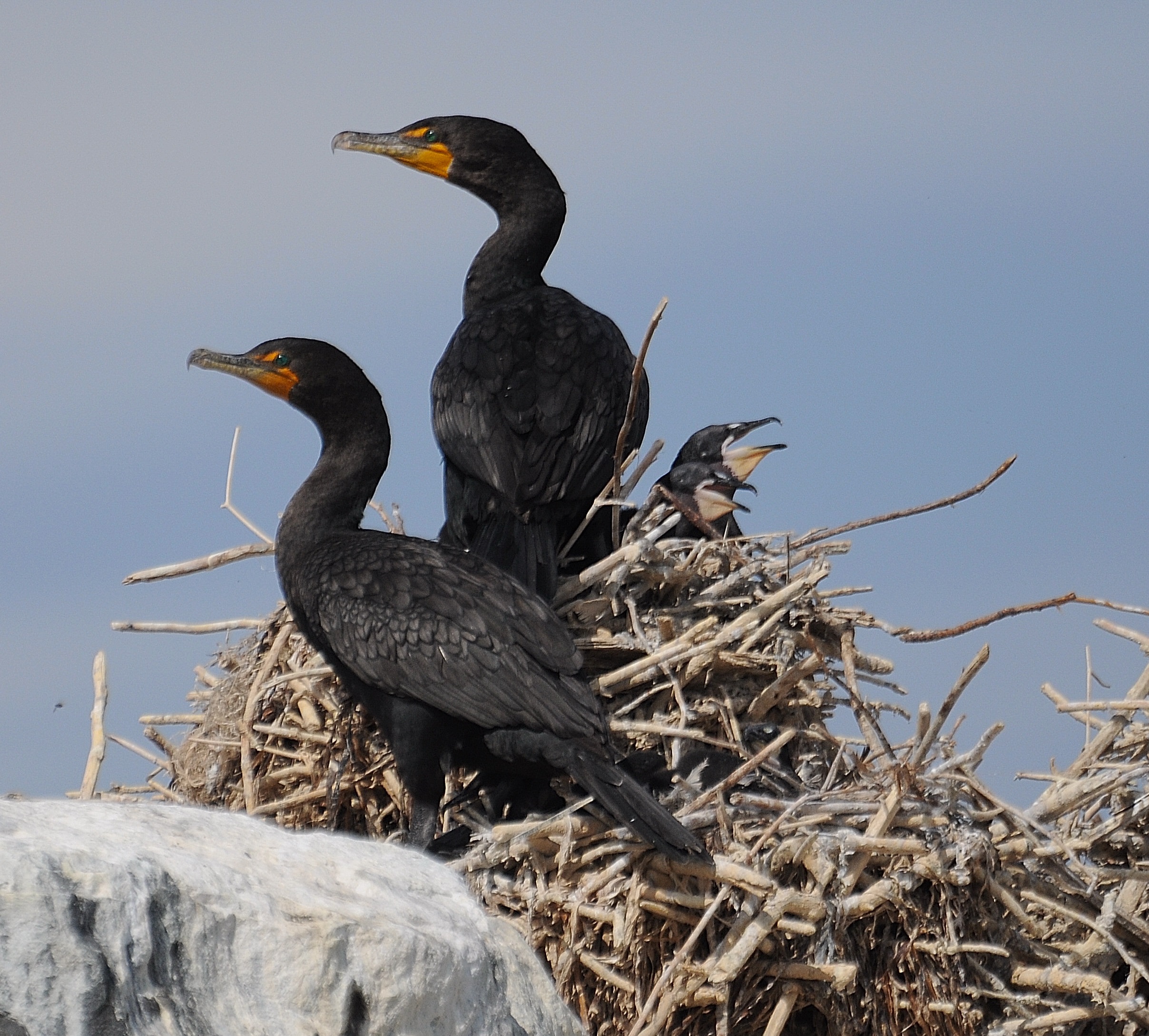 Double-crested cormorants