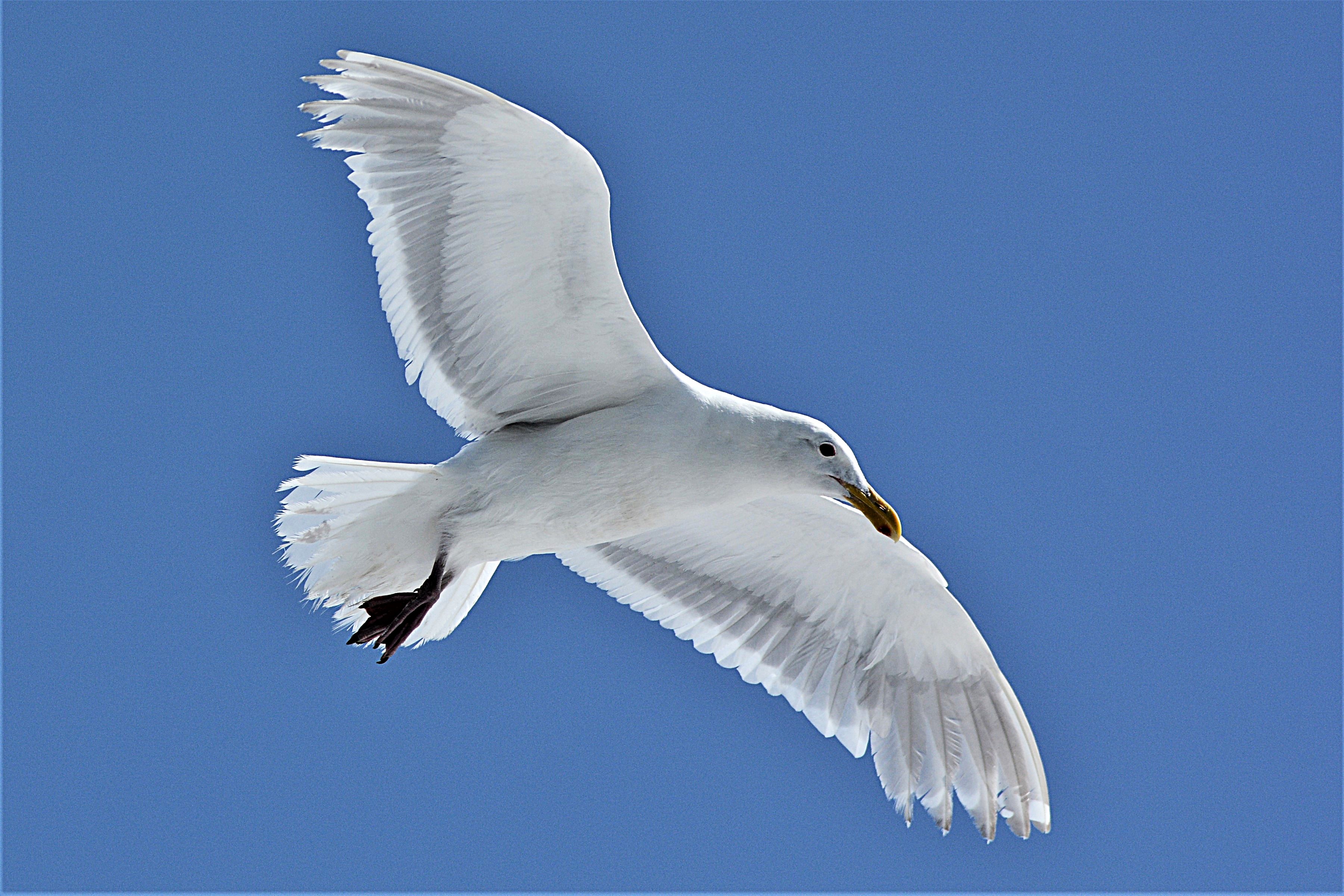 Glaucous-winged gull