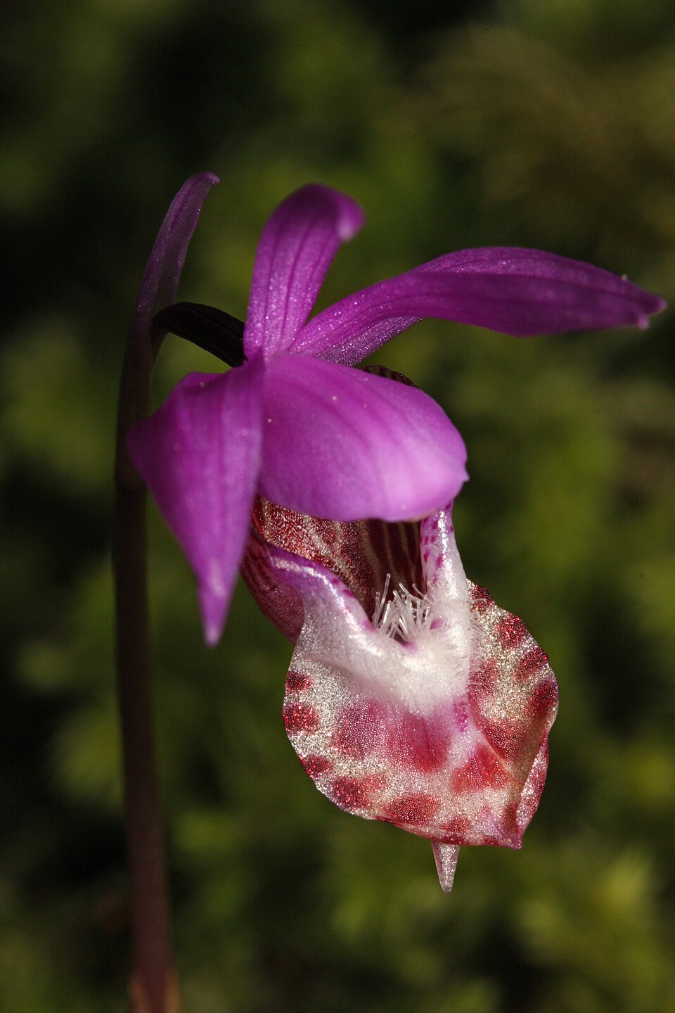 calypso orchid