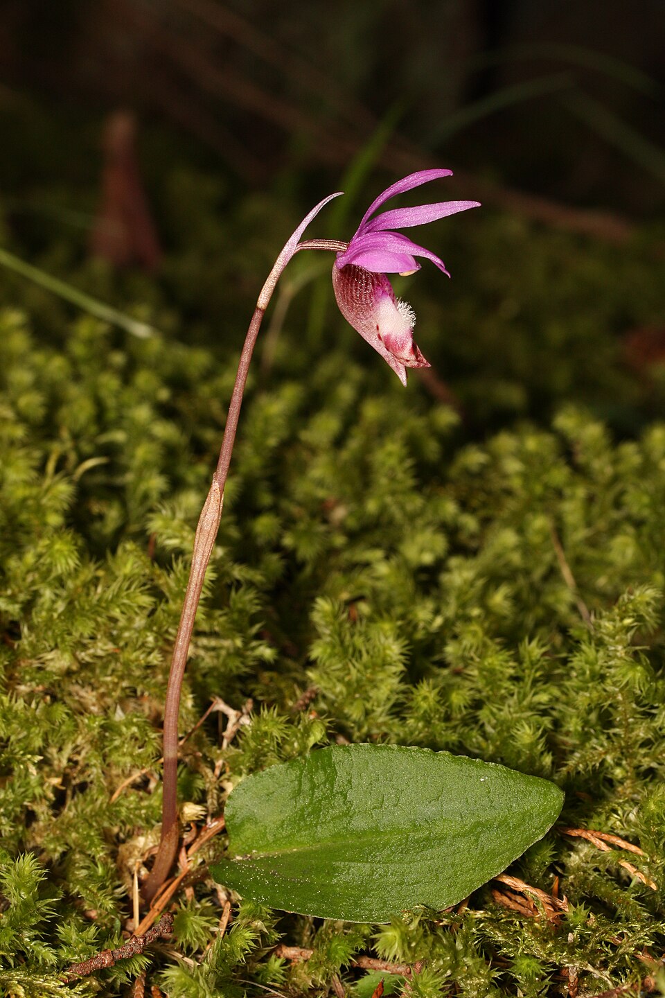 The calypso orchid
