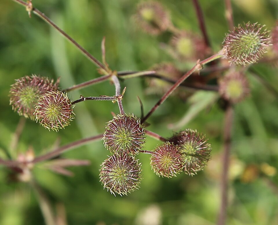 seed heads of large-leaved avens