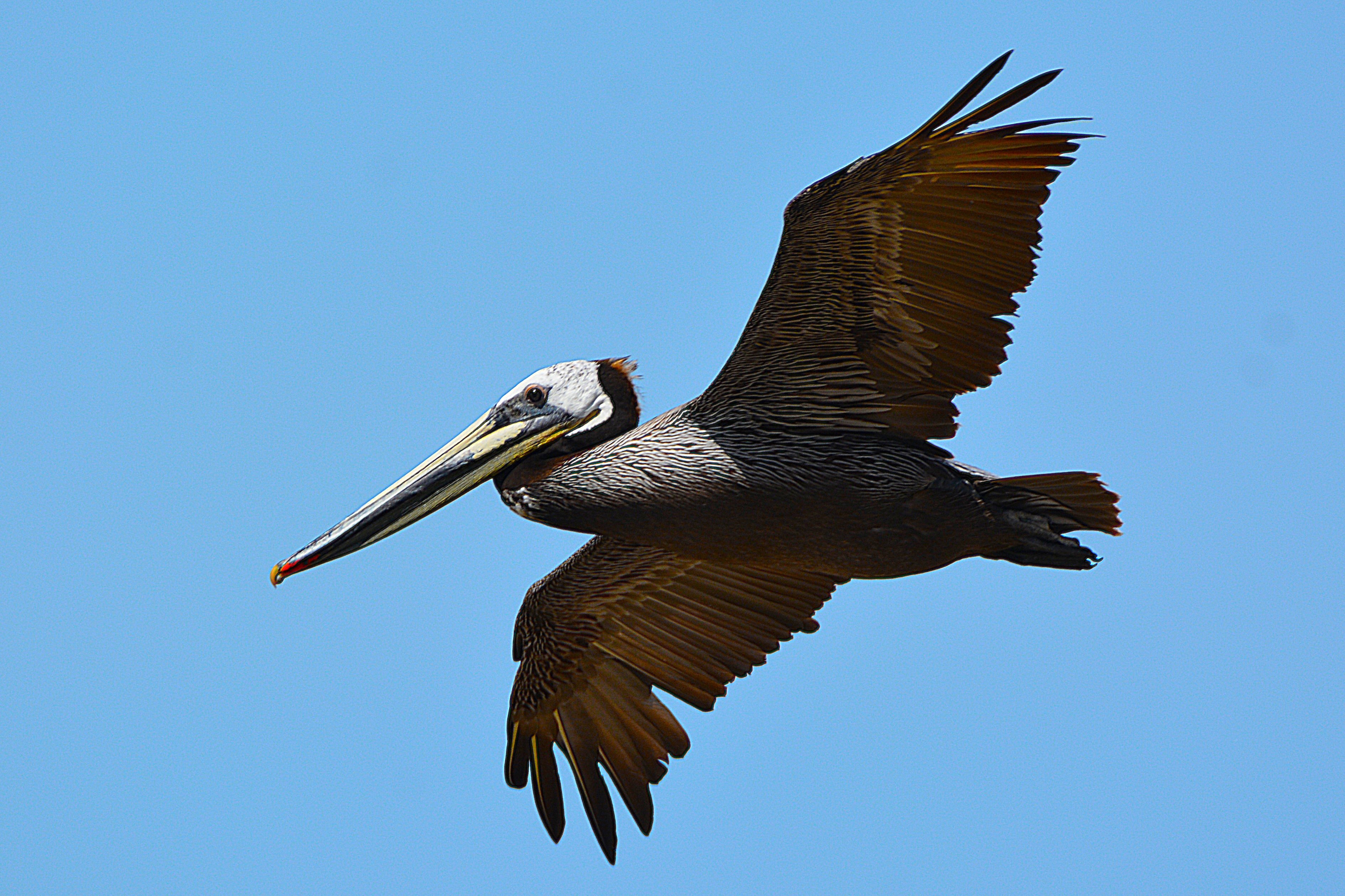 Brown pelican