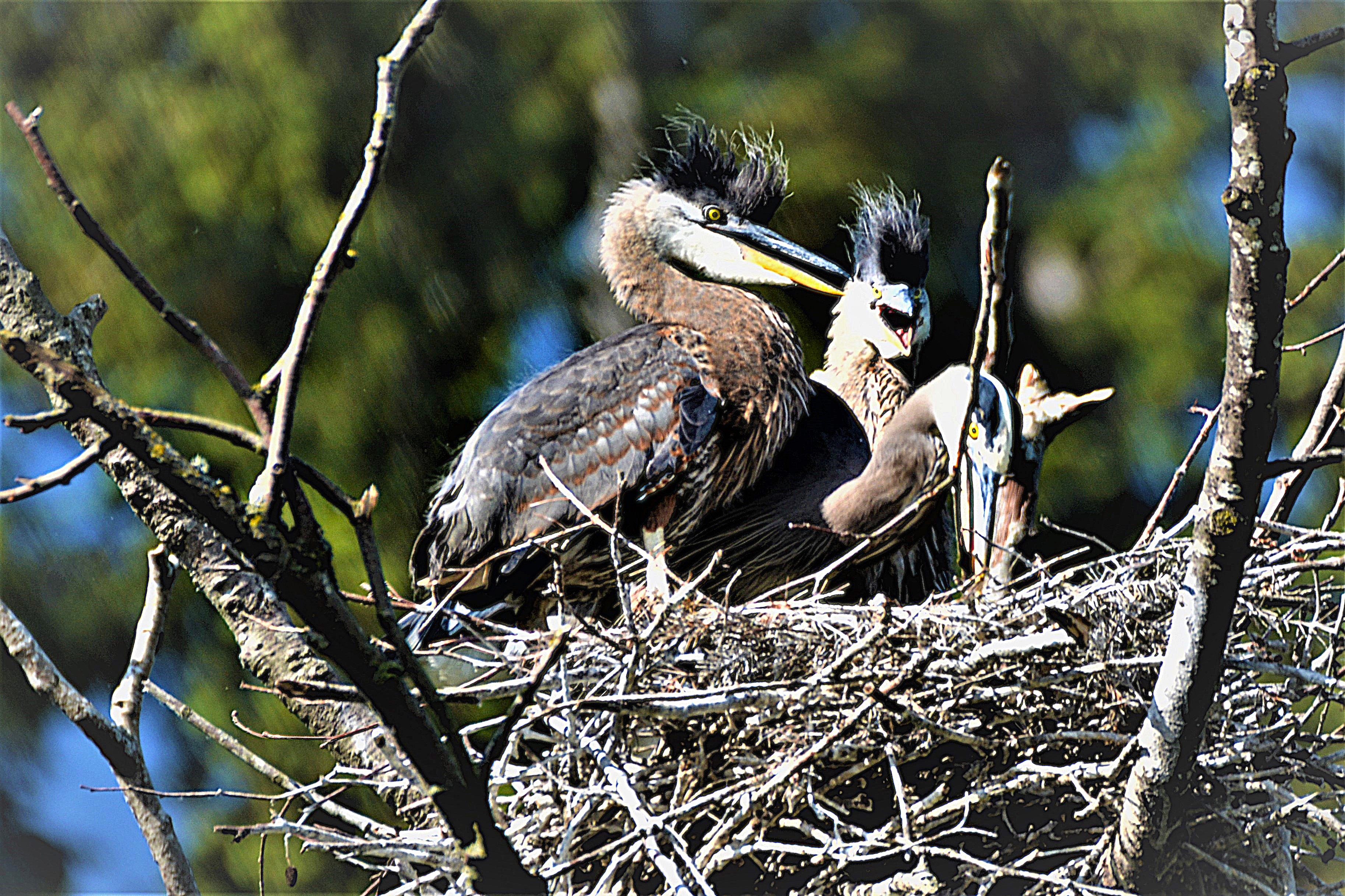 great blue heron