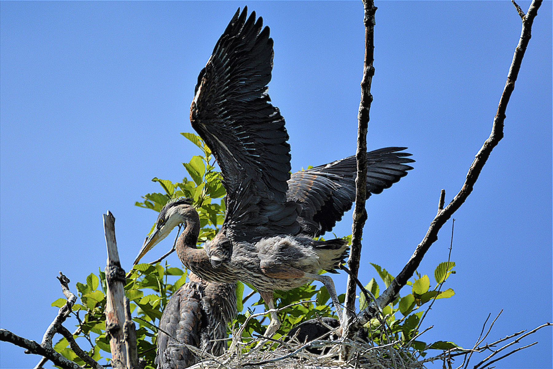 Great blue heron chick