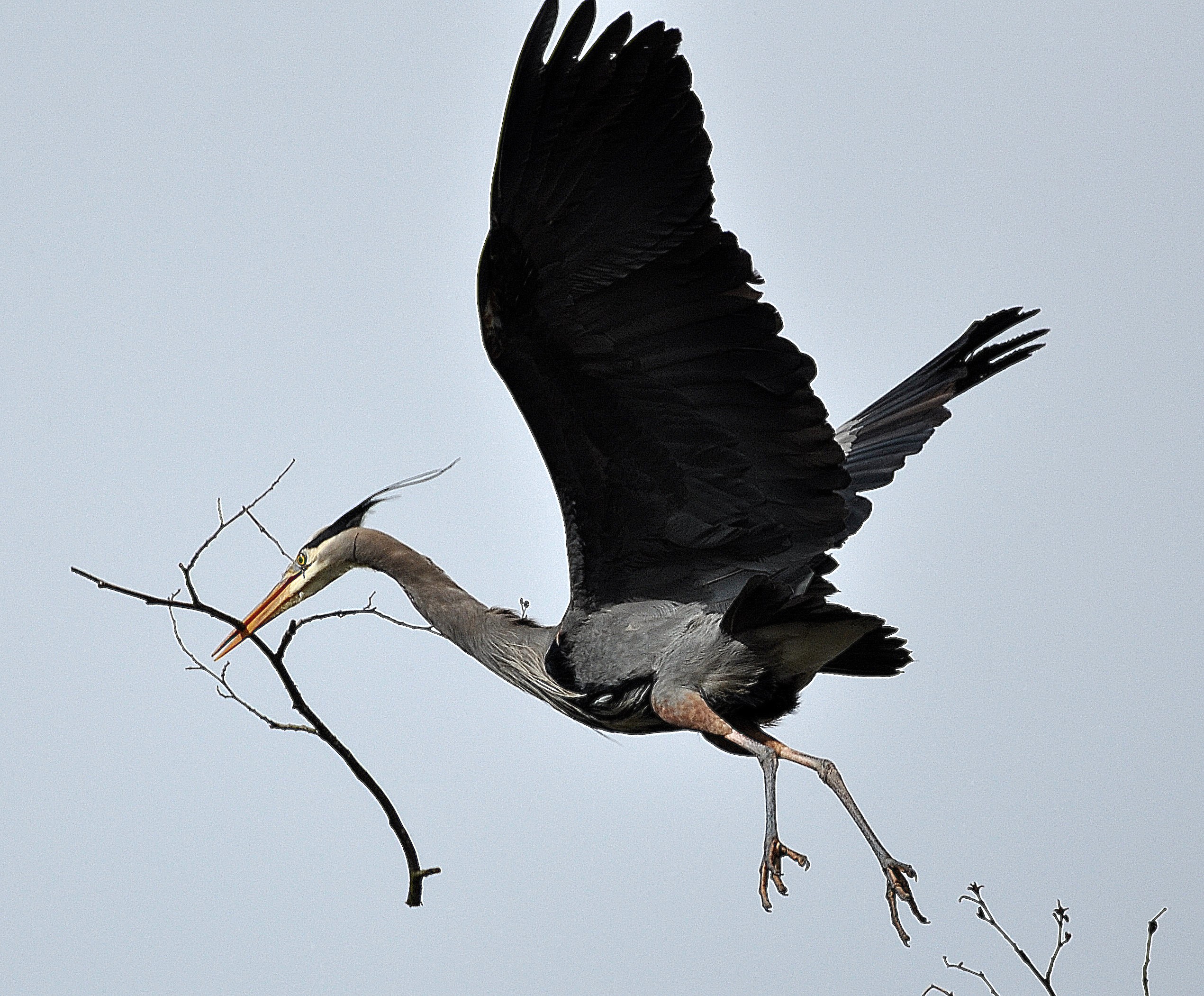 great blue heron