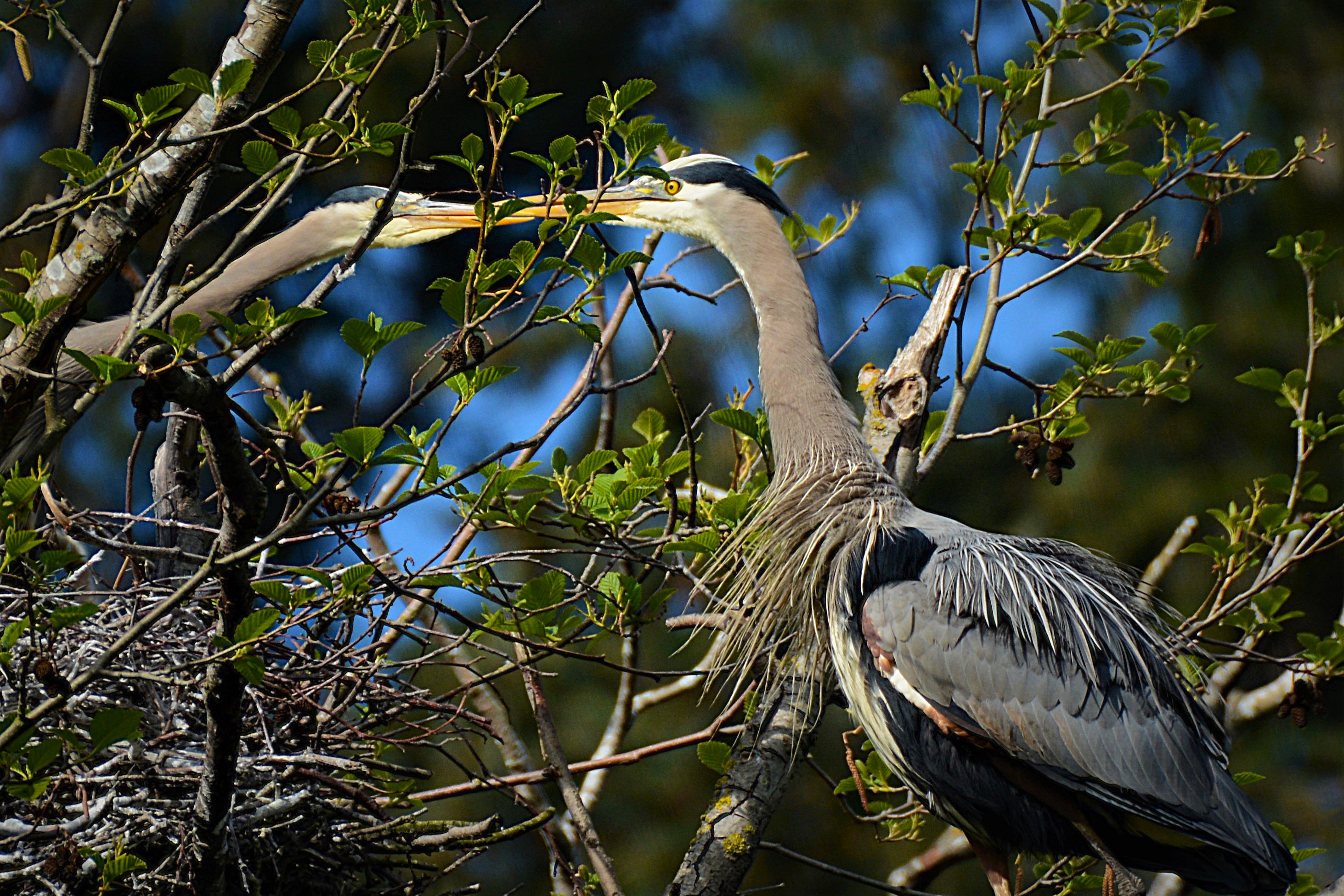 Adult great blue herons pair