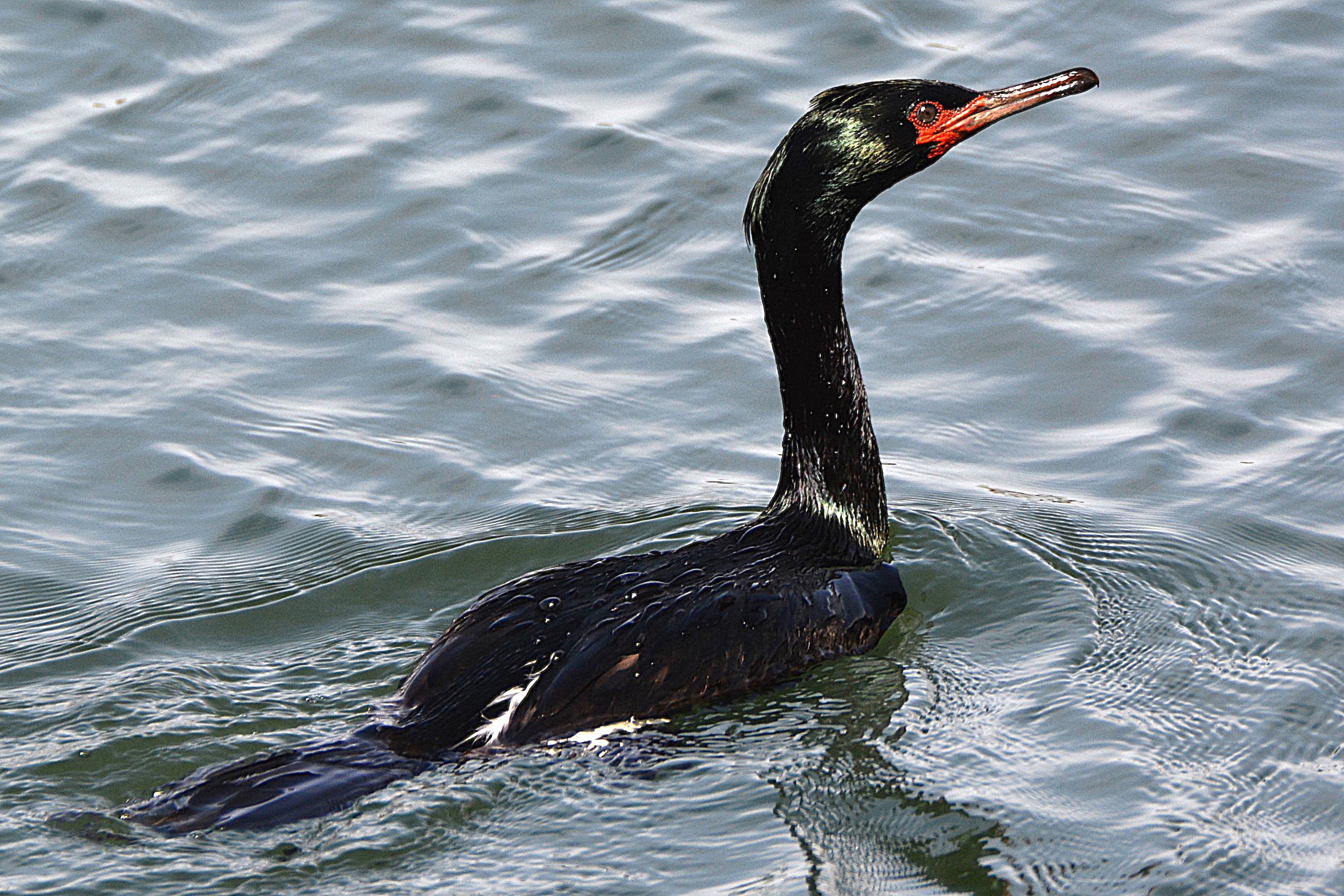 Pelagic cormorant