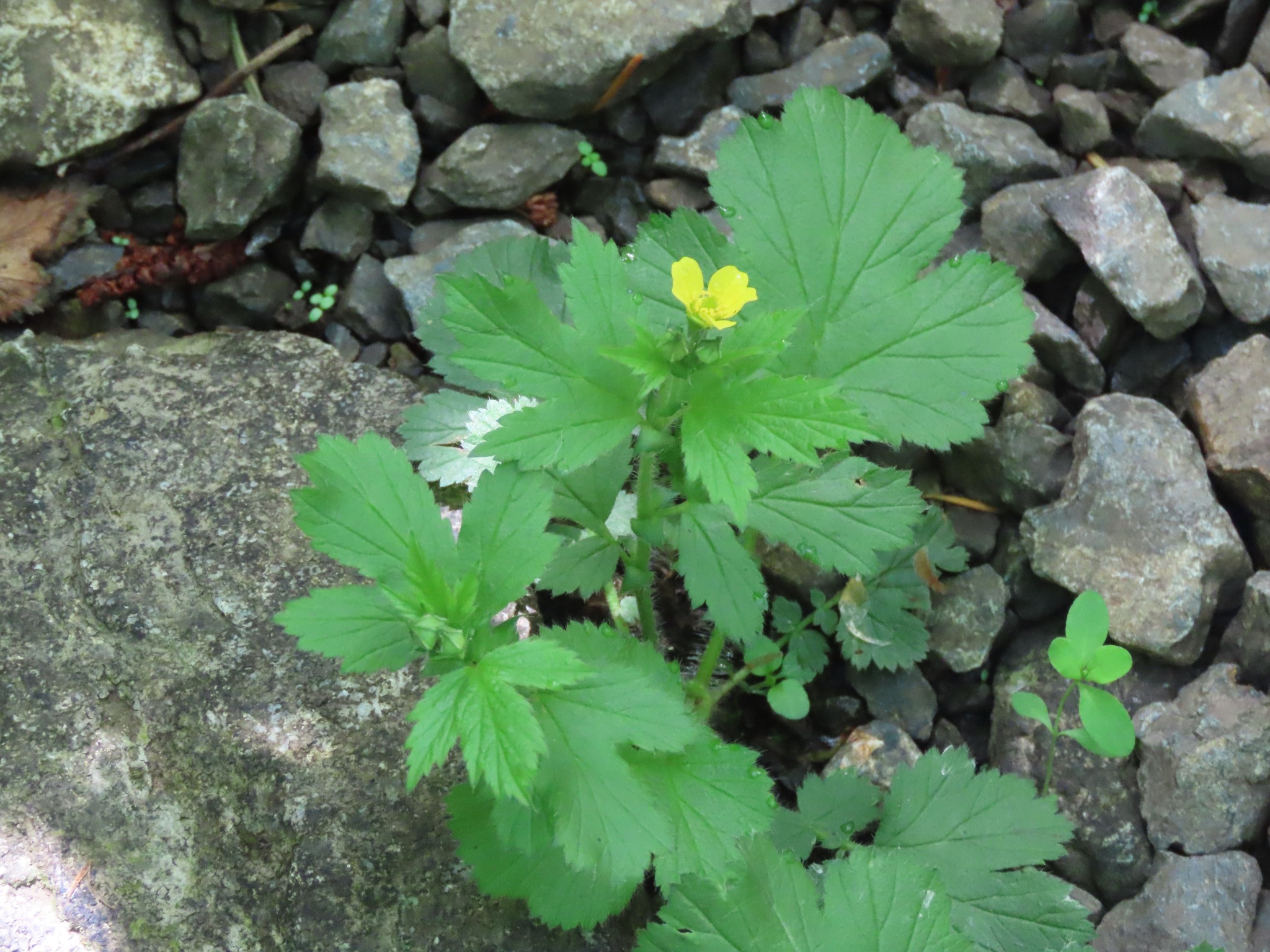 The large-leaved avens