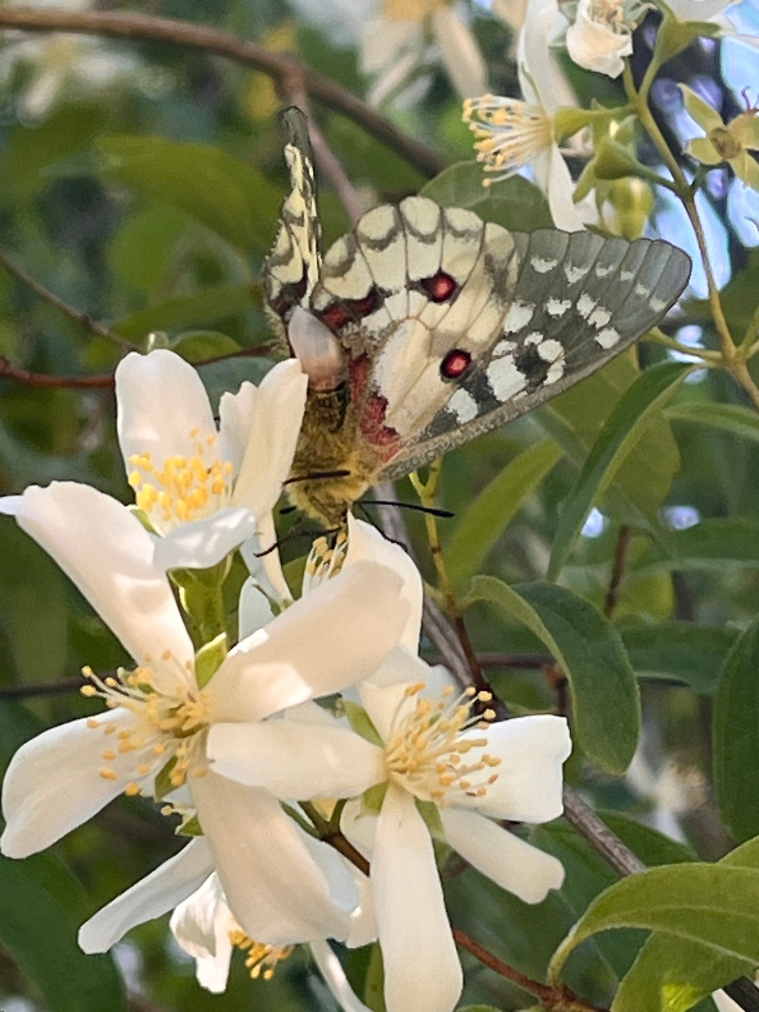 Mock Orange Flower and butterfly