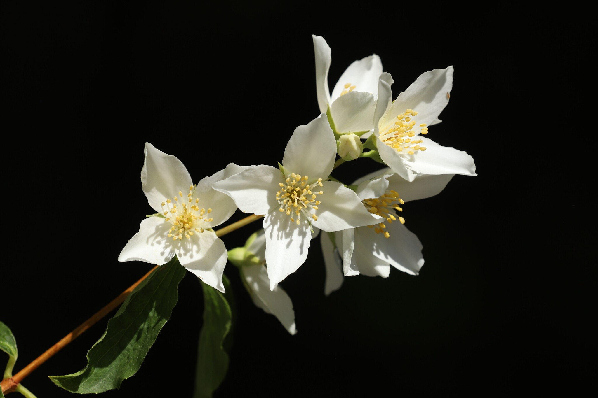 Mock orange flowers