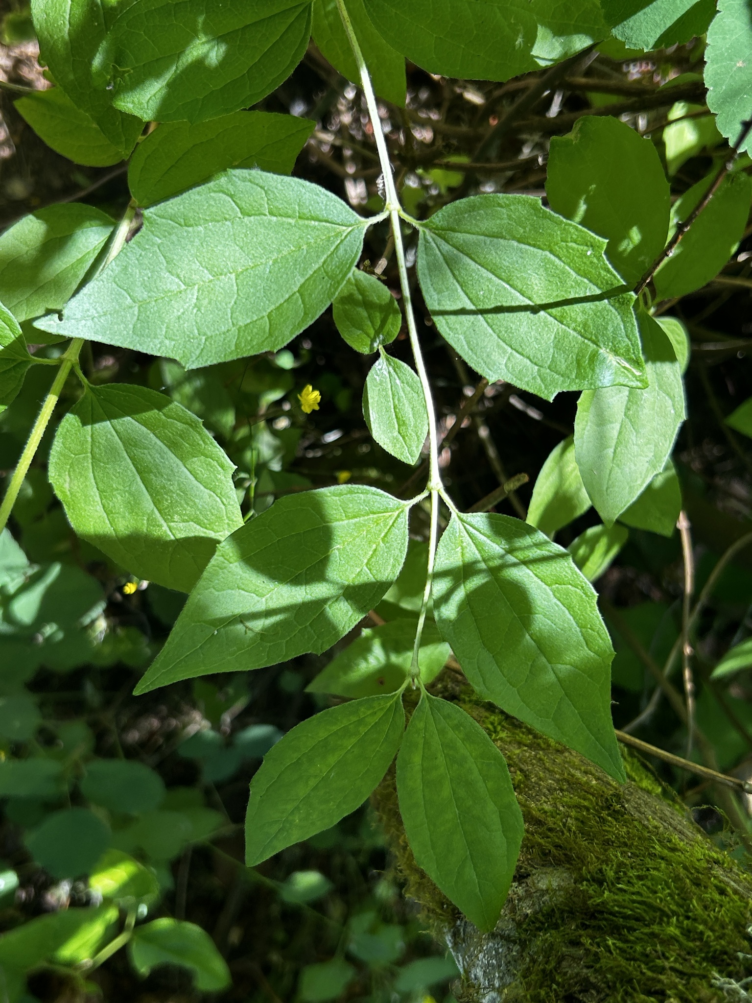 Mock Orange leaves
