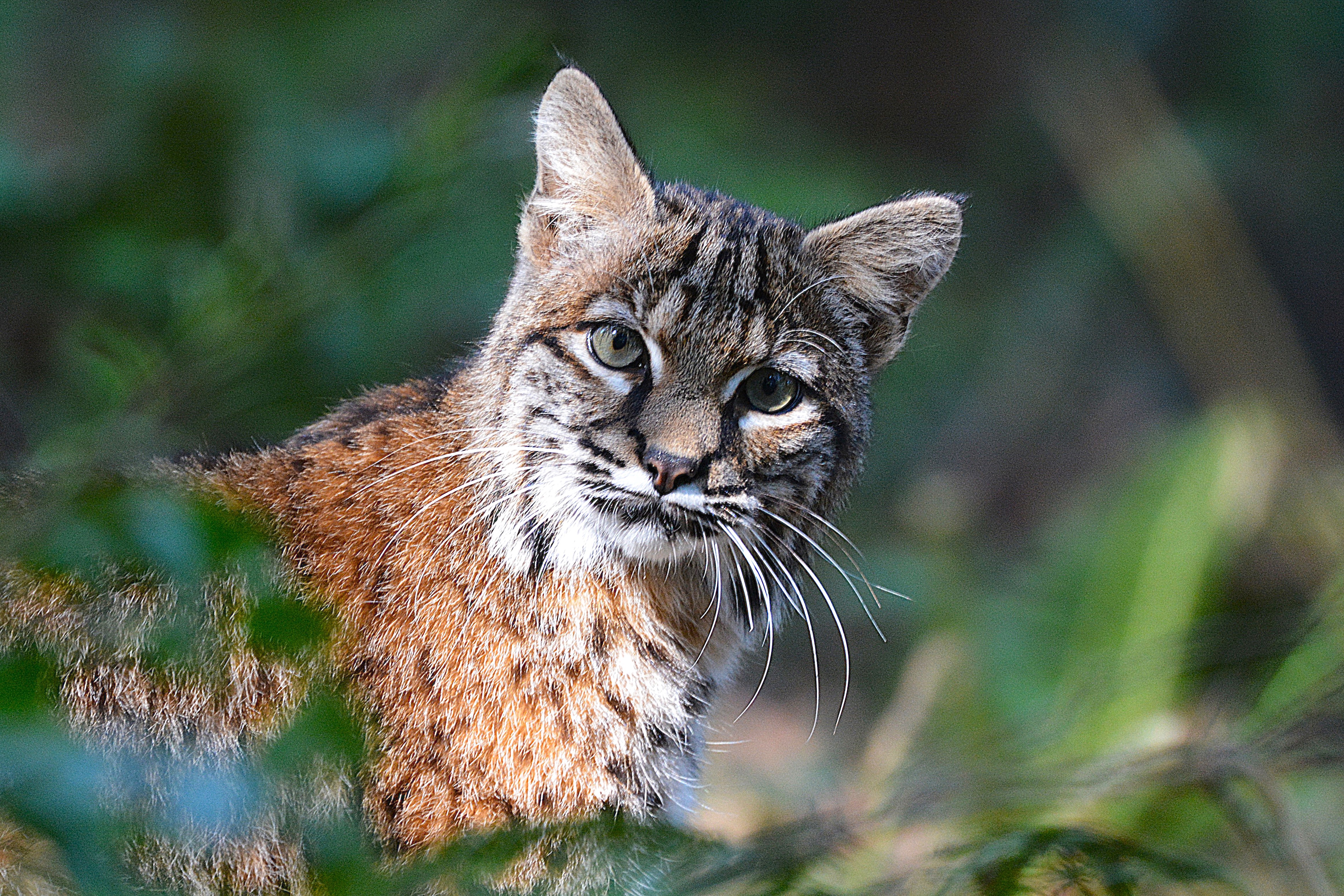 Lowell Park bobcat