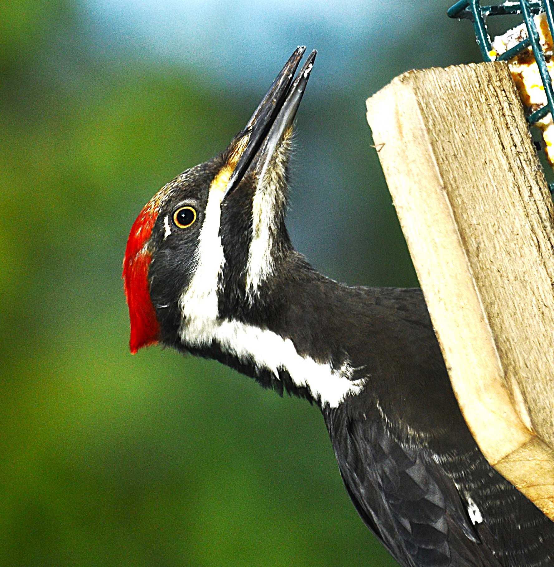 Pileated woodpecker