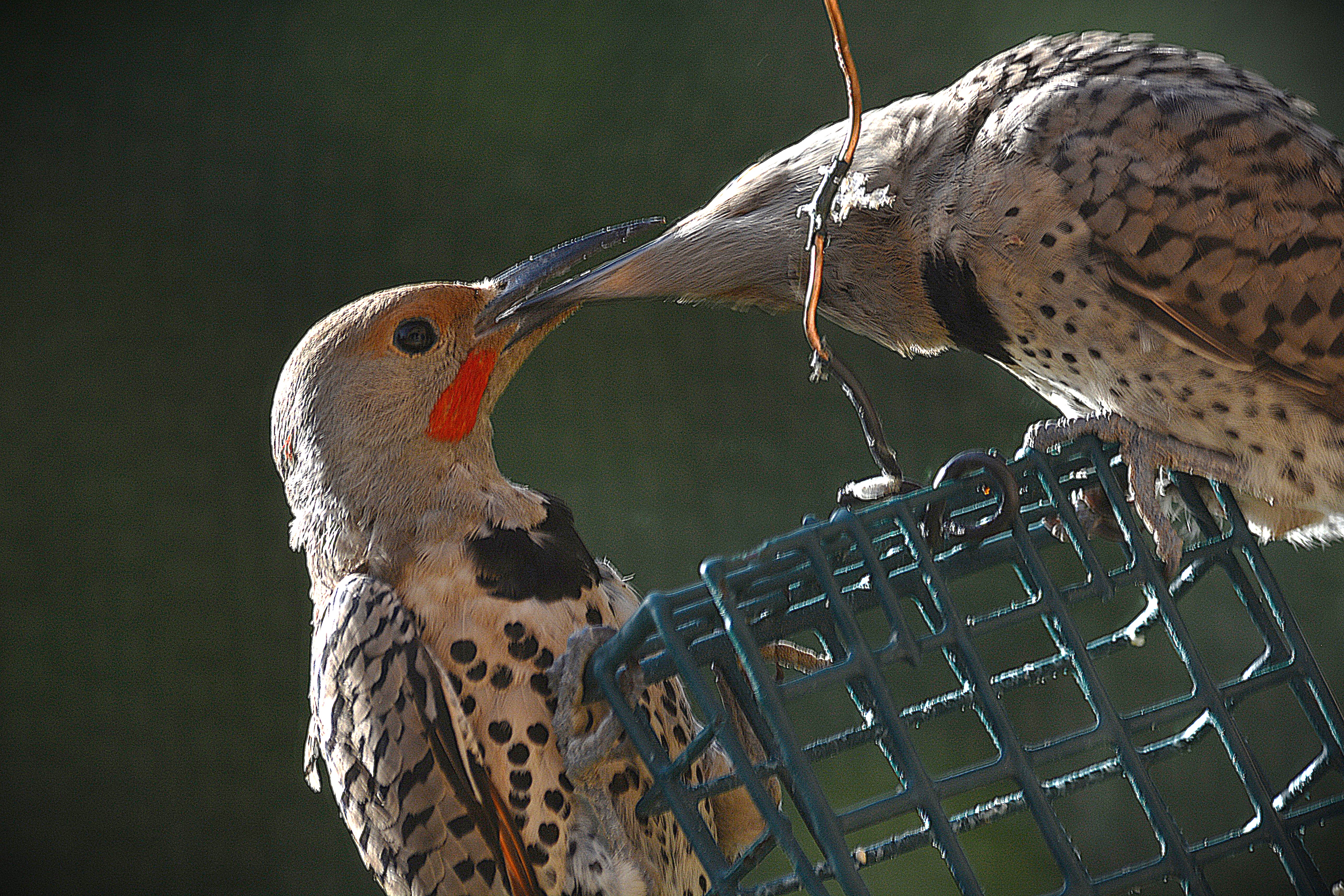 northern flicker feeding juvenile