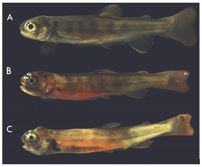 images of coho fry