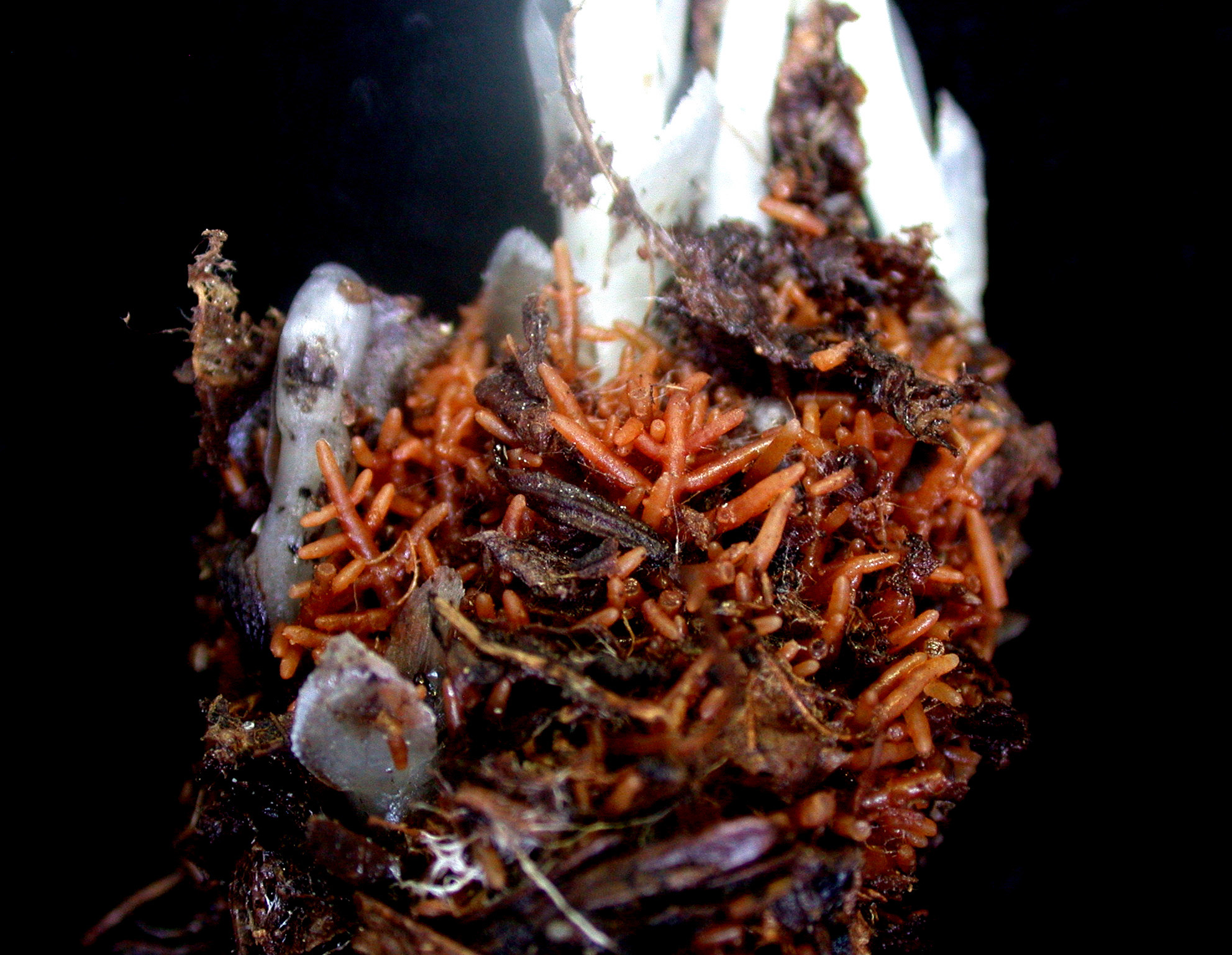 specialized roots of ghost pipe
