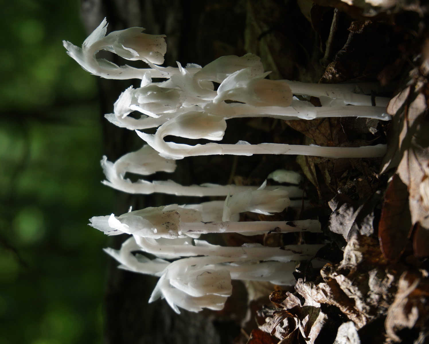 The ghost pipe