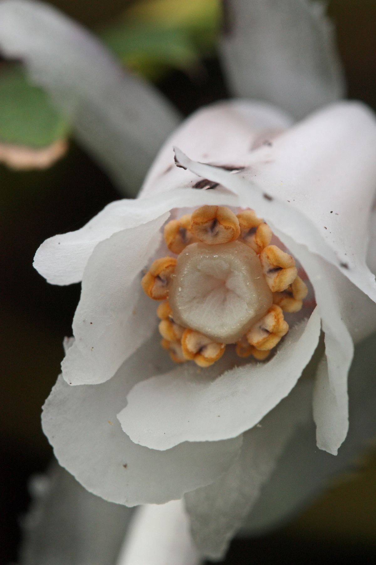 ghost pipe flower