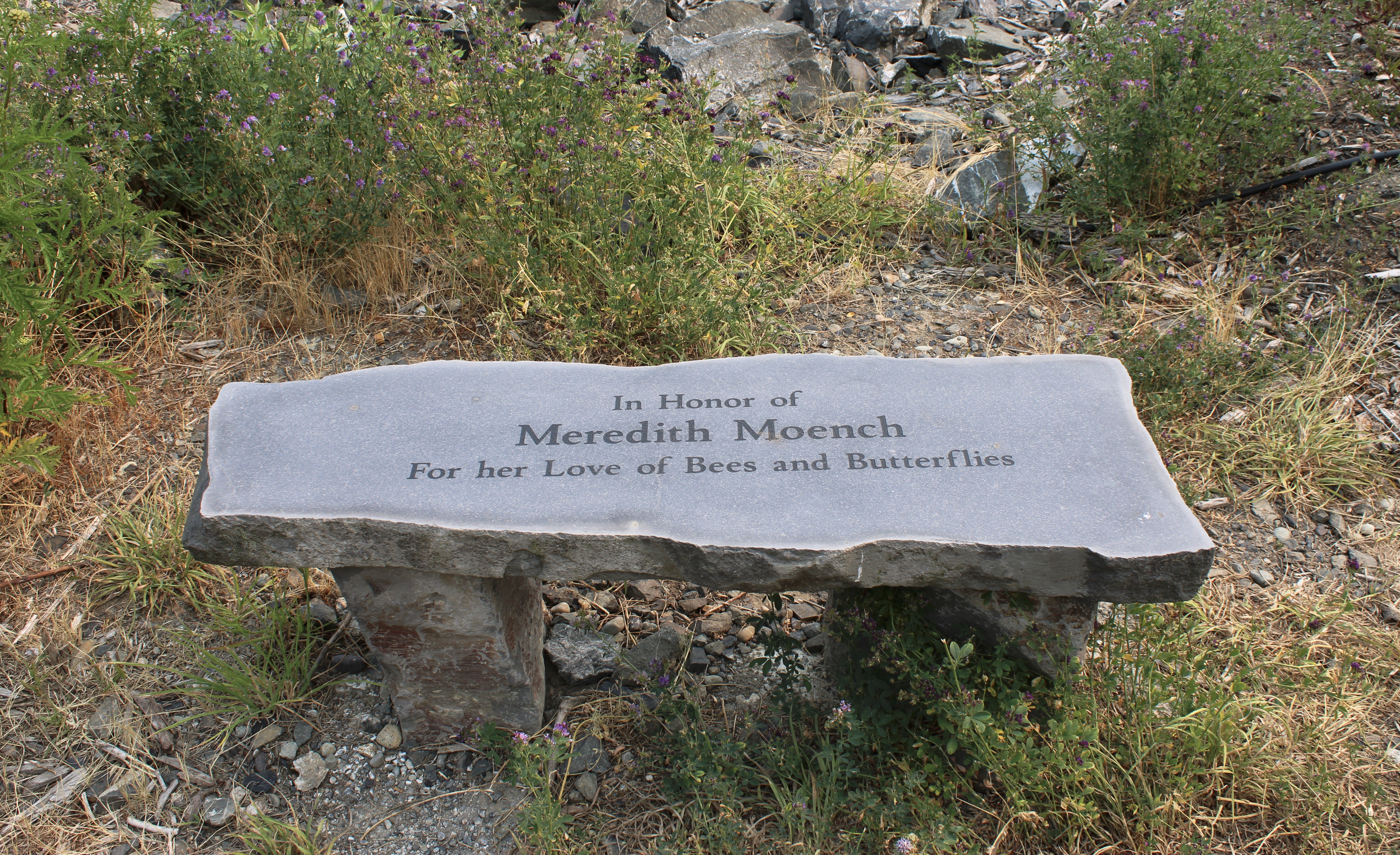 A bench commemorating Meredith Moench