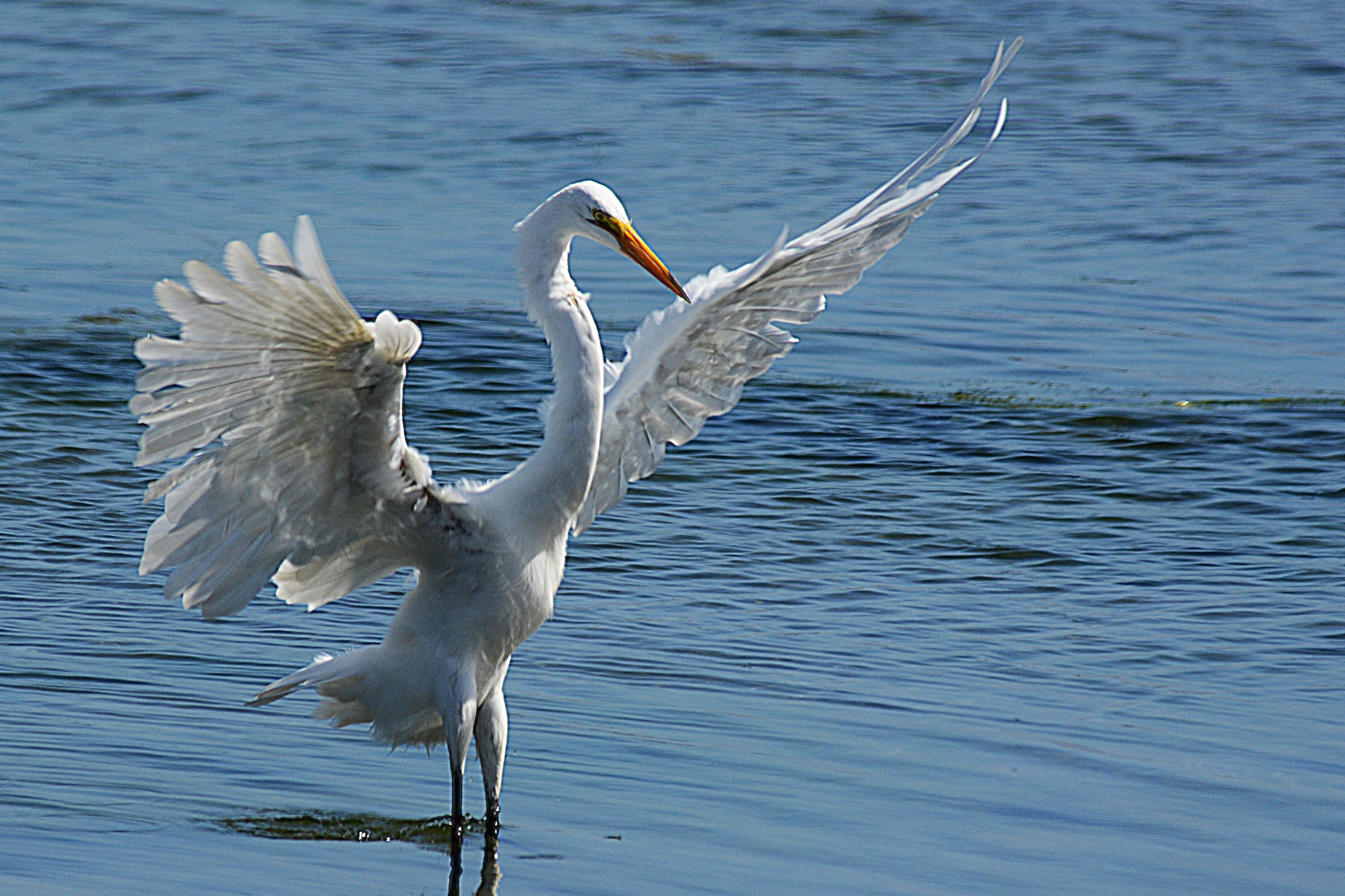 Great egret