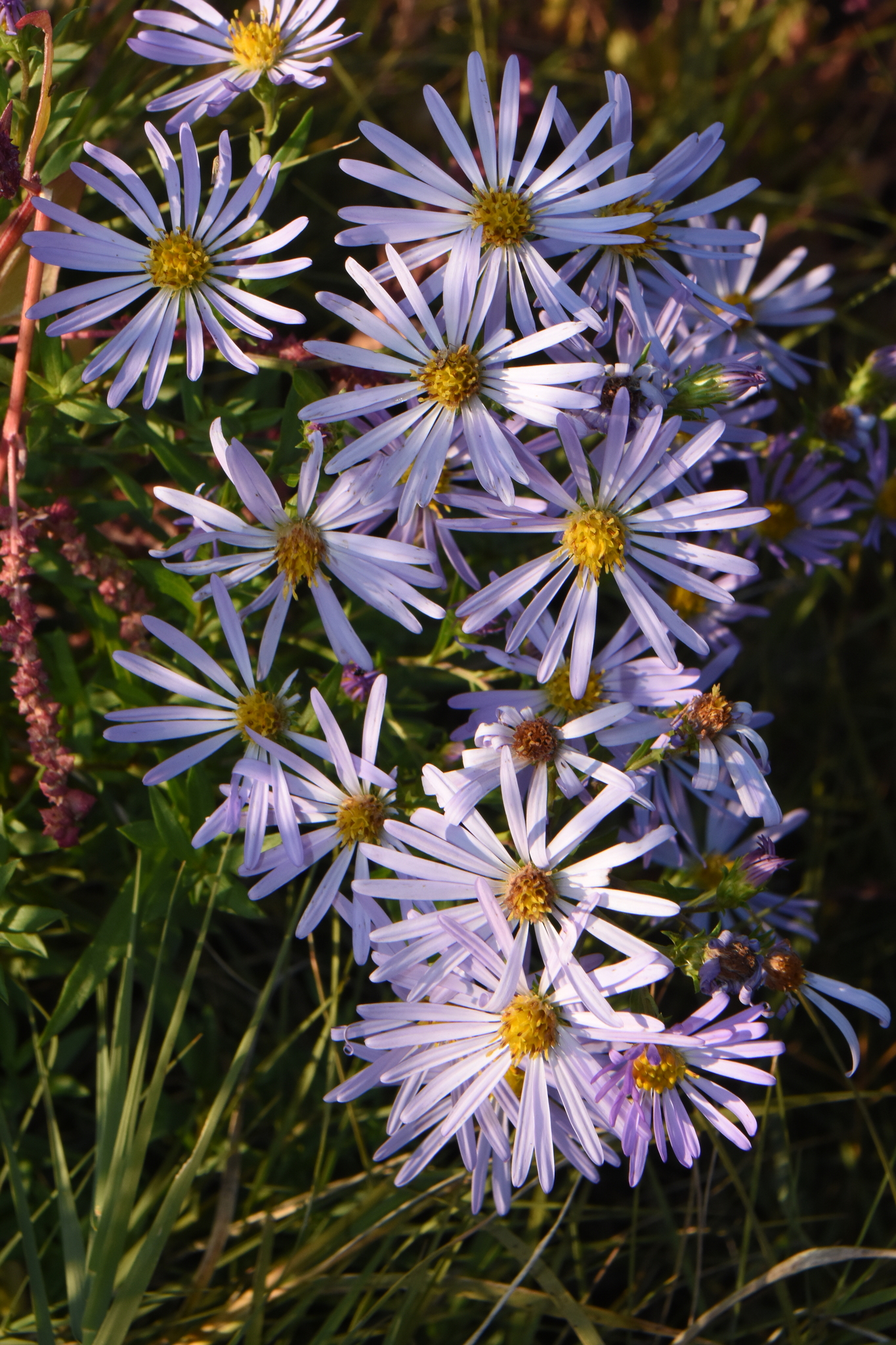 aster flowers