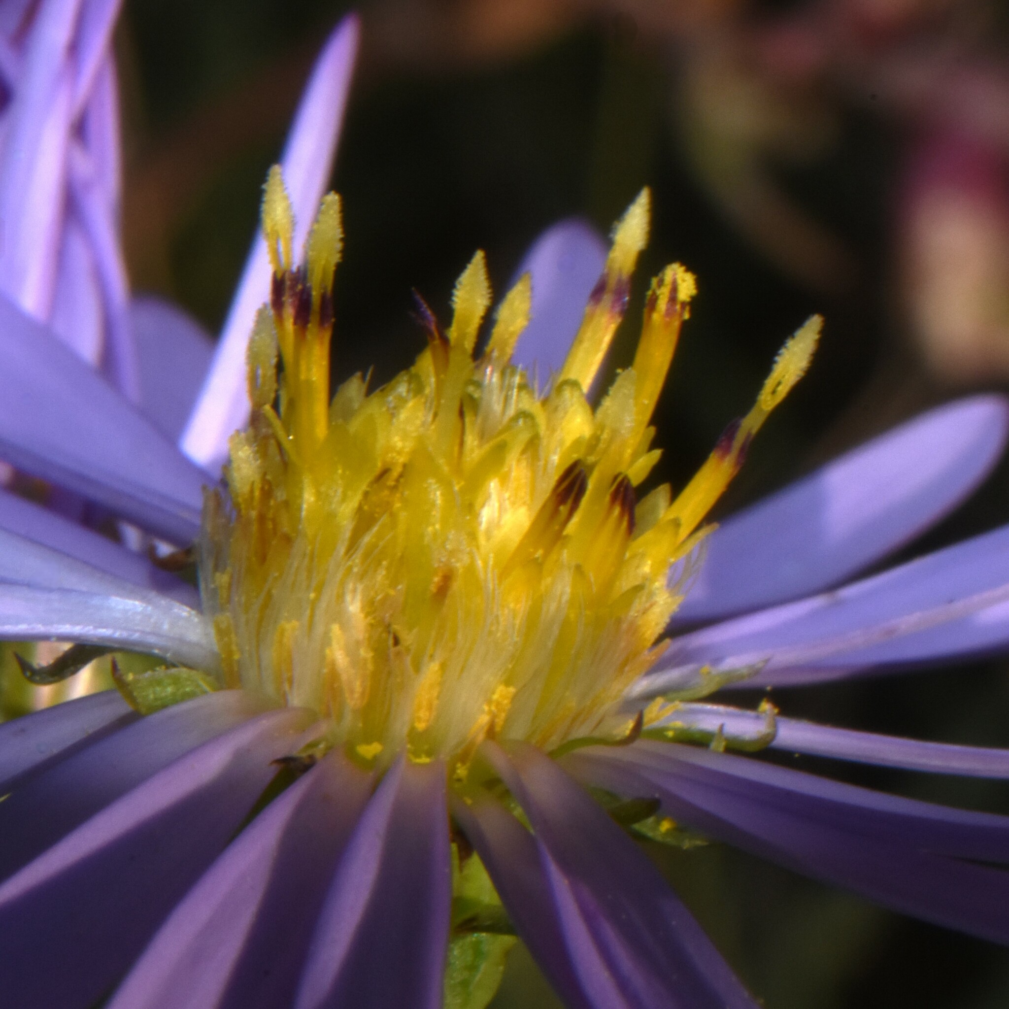 aster flower detail