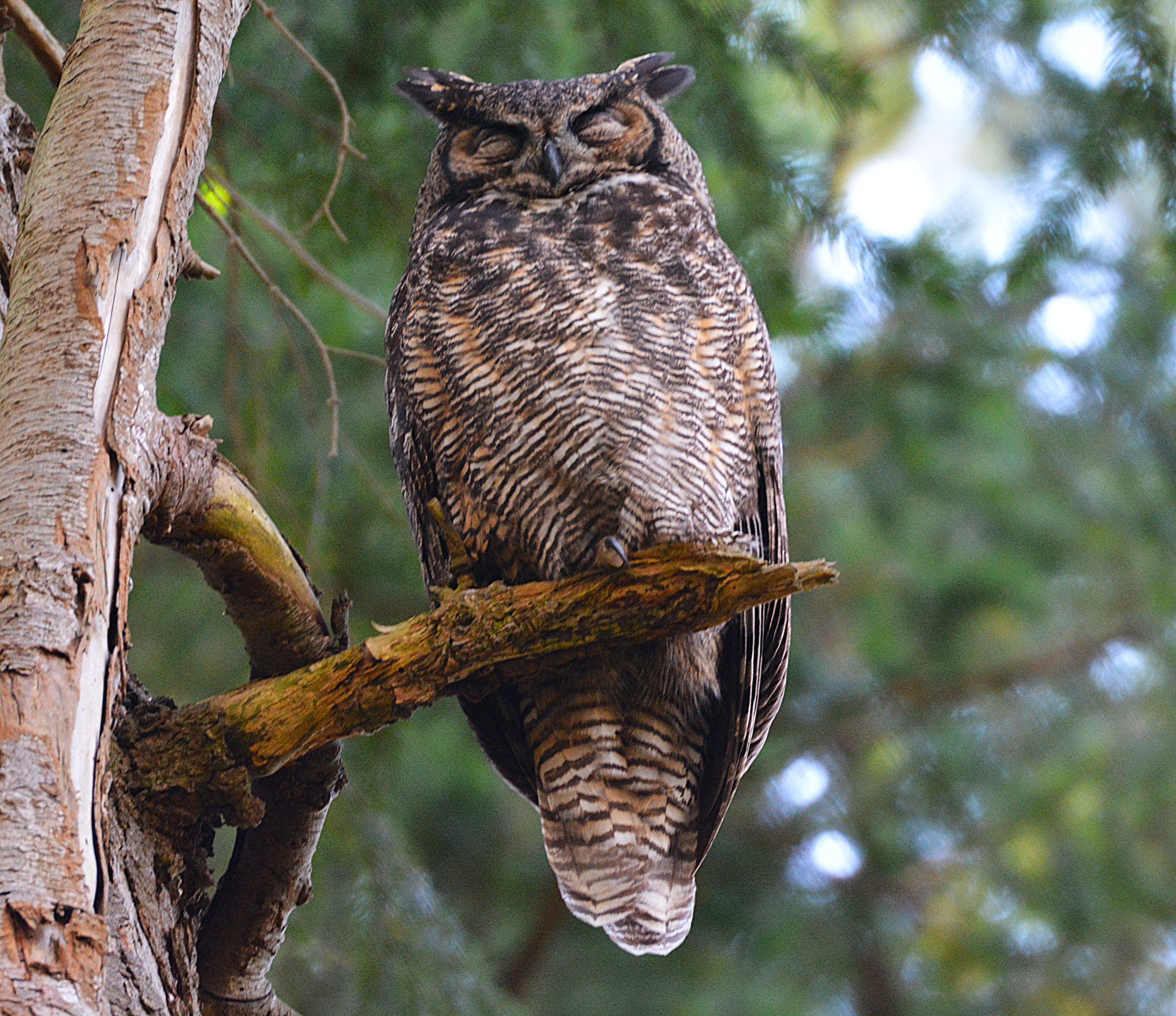 Great horned owl