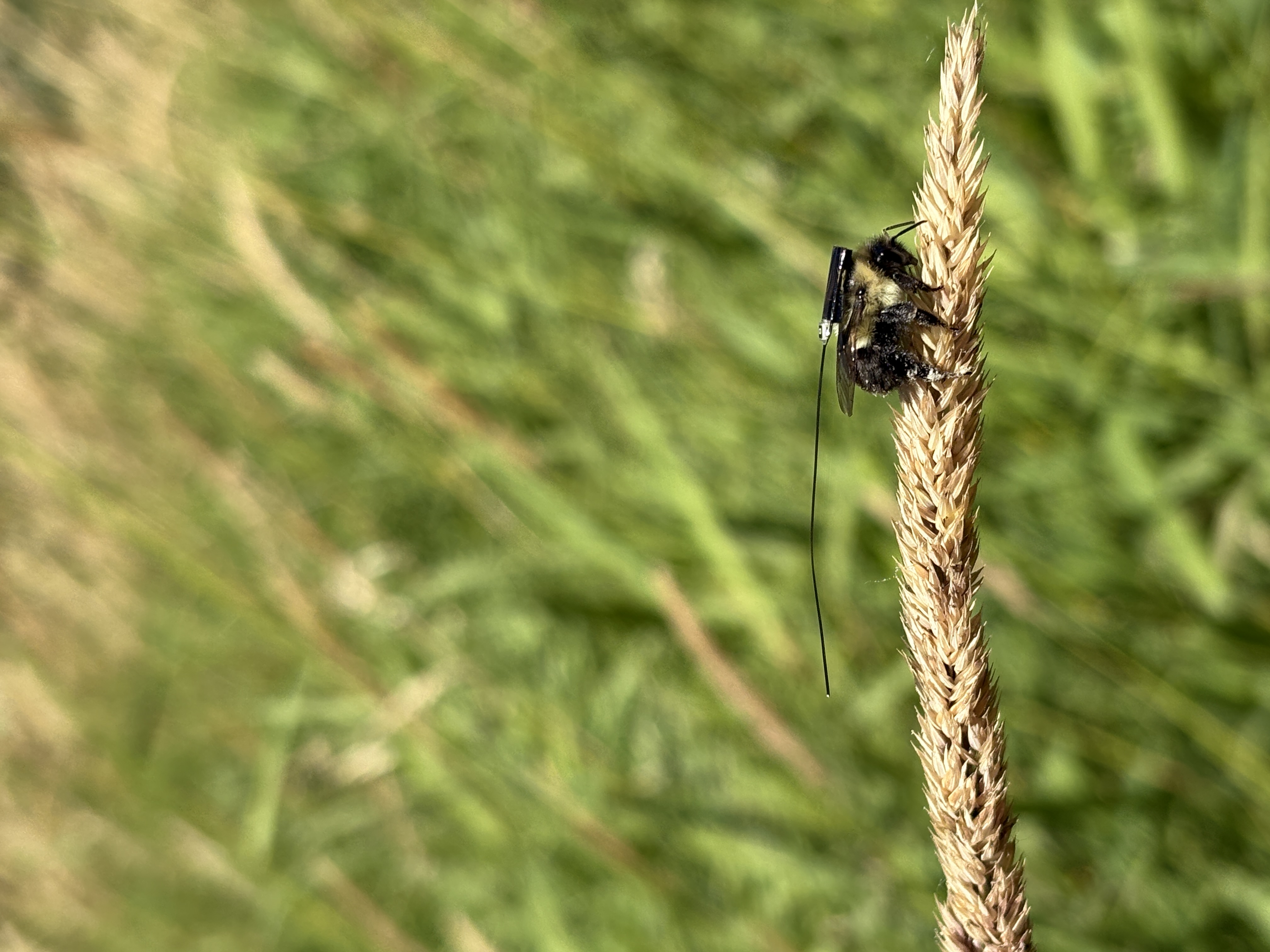 BlūMorpho-tagged bumblebee