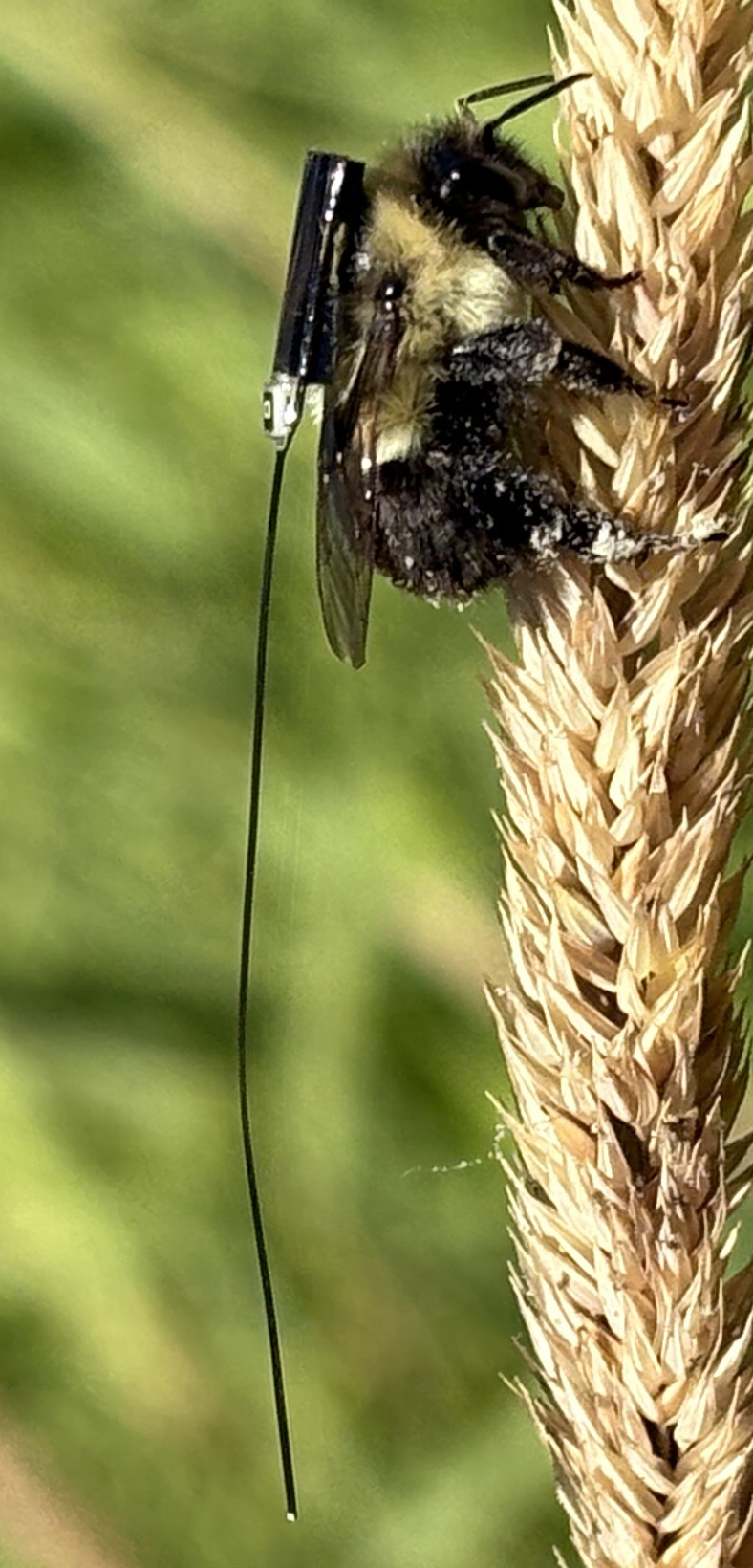 BlūMorpho-tagged bumblebee - detail