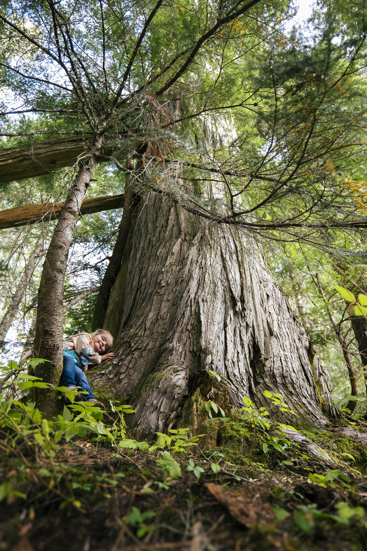 A young girl hugs an old-growth tree
