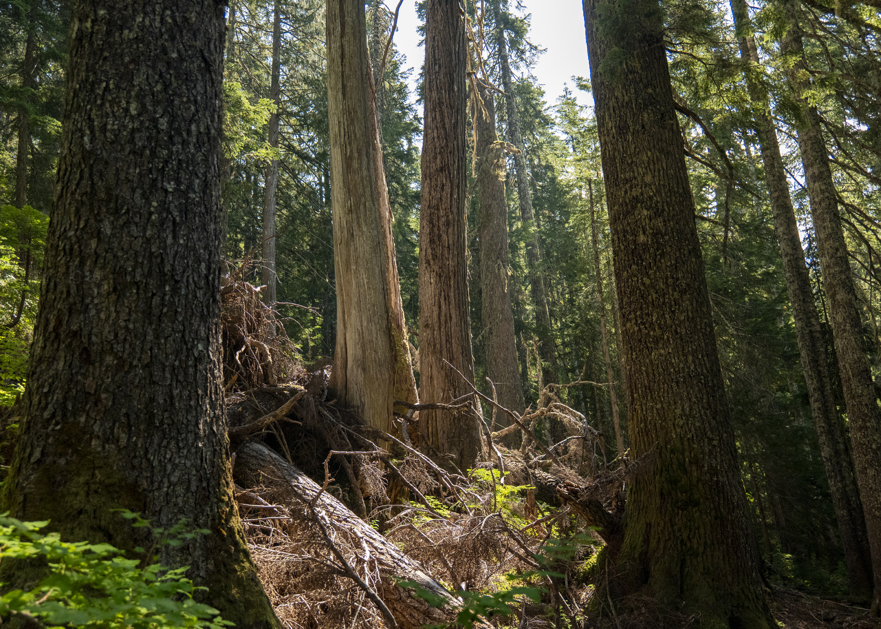 old growth at Canyon Lake Community Forest